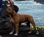 AKC CH Gold Rush's The Conquer of T-Force